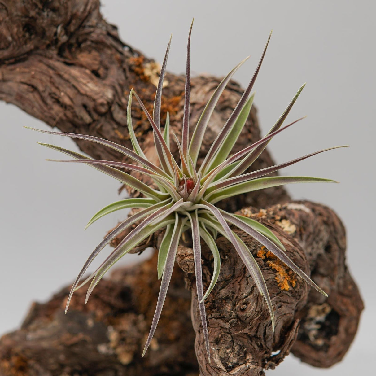 Tillandsia kammii