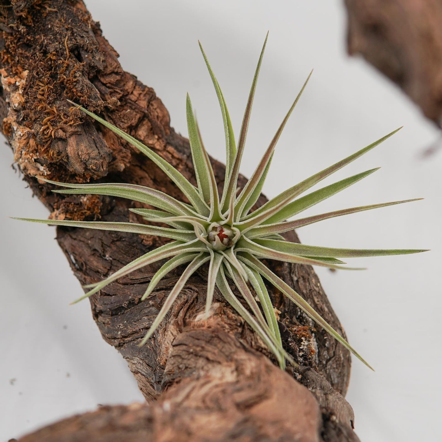 Tillandsia kammii