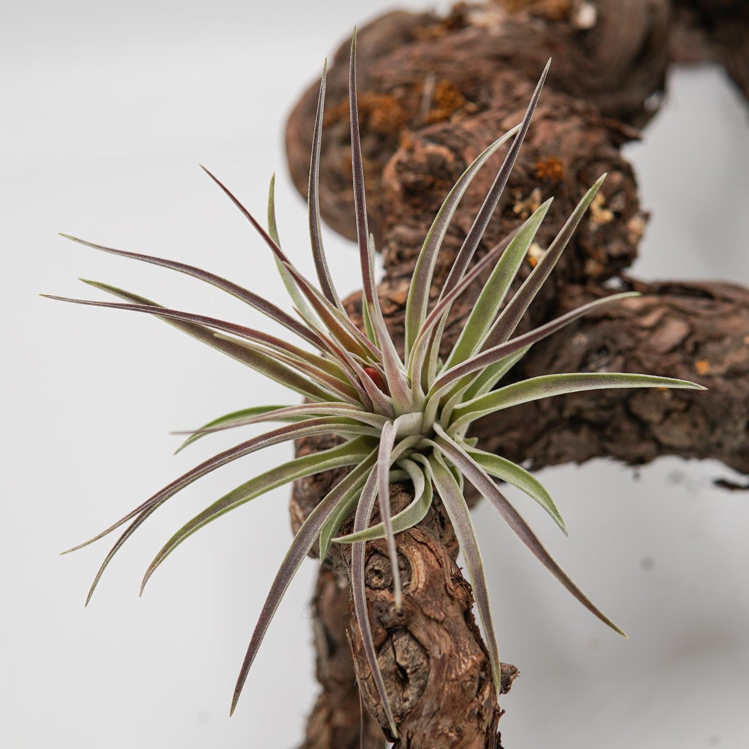 Tillandsia kammii