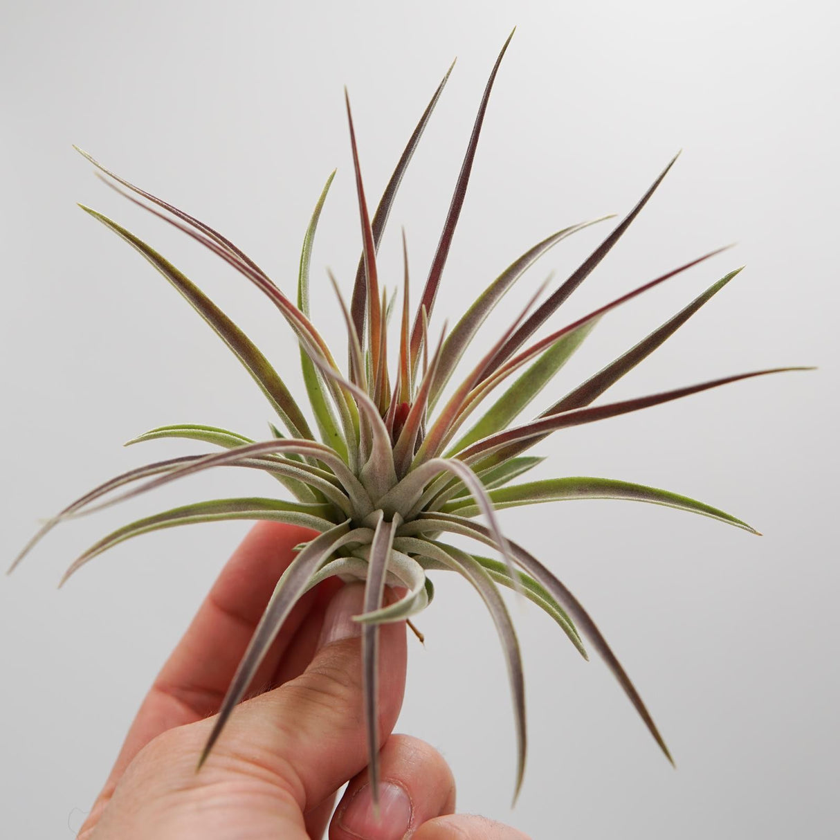 Tillandsia kammii