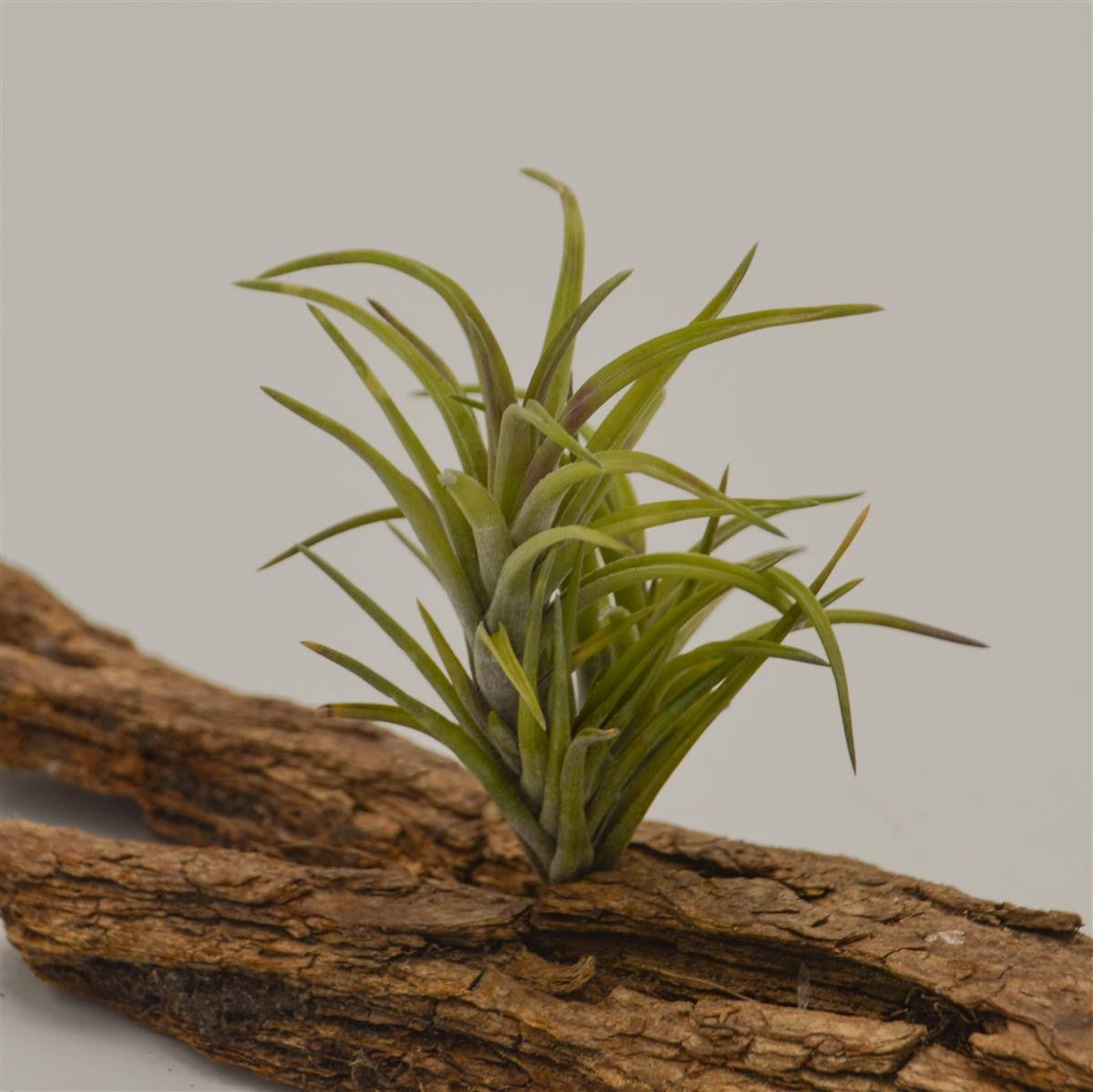 Tillandsia neglecta