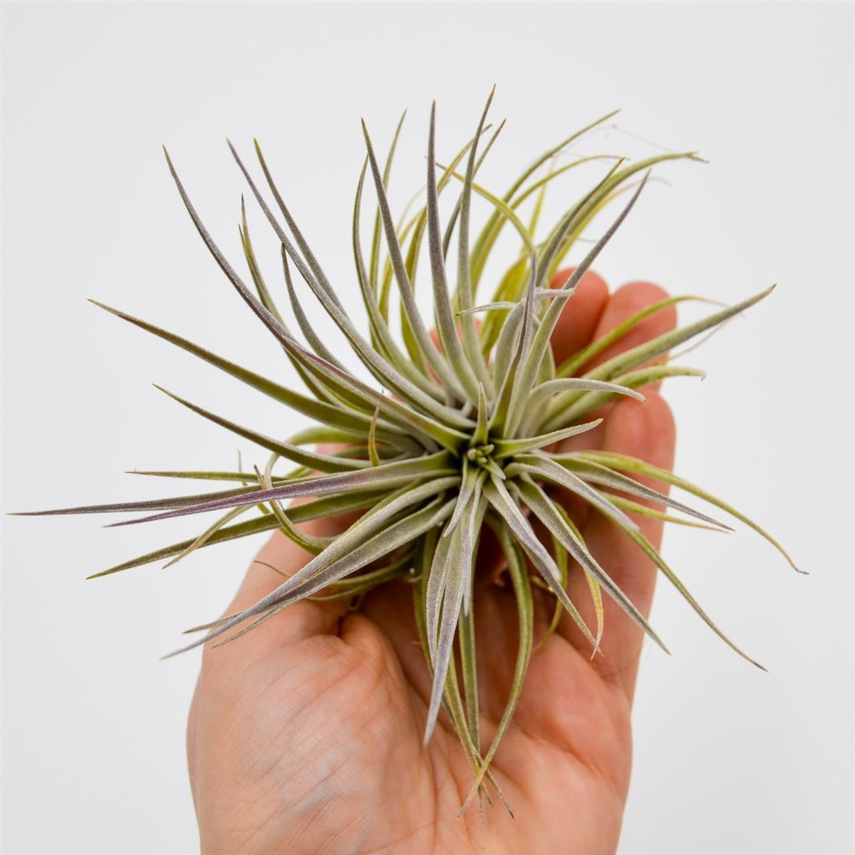 Tillandsia plagiotropica var. purple