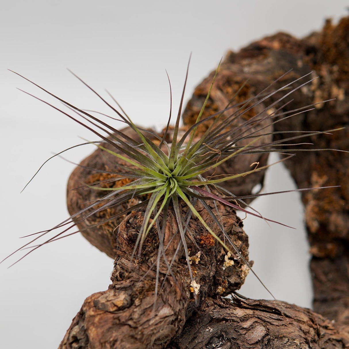 Tillandsia stricta