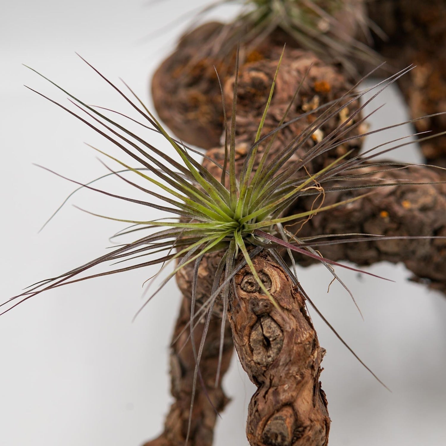 Tillandsia stricta