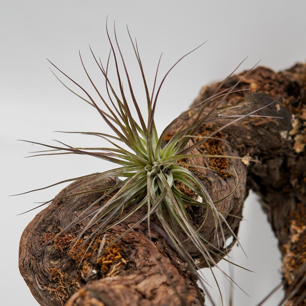 Tillandsia stricta