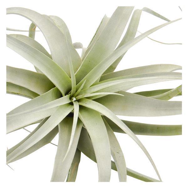 Tillandsia xerographica