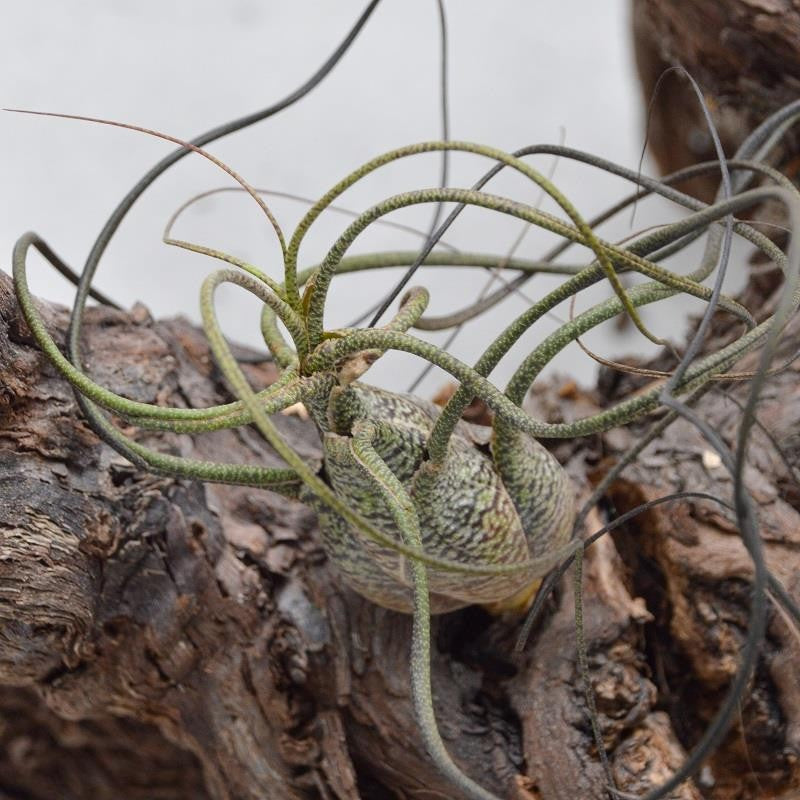 Tillandsia butzii