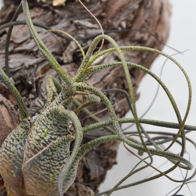 Tillandsia butzii