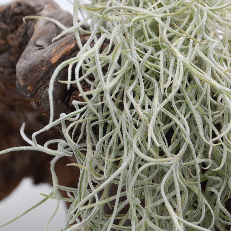 Tillandsia usneoides - Xtra-Large
