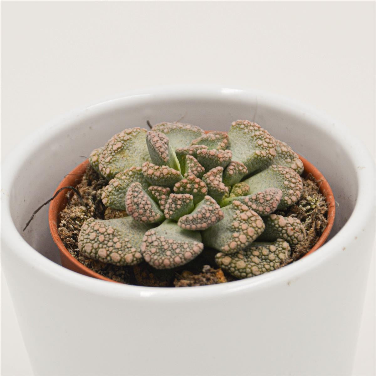 Titanopsis calcarea - 5,5cm