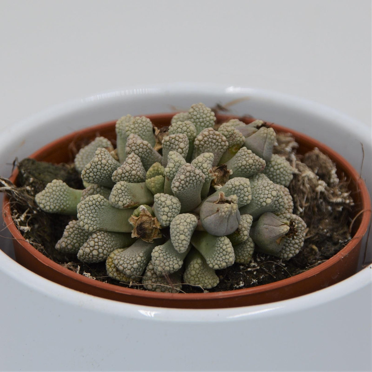 Titanopsis schwantesii - 8,5cm