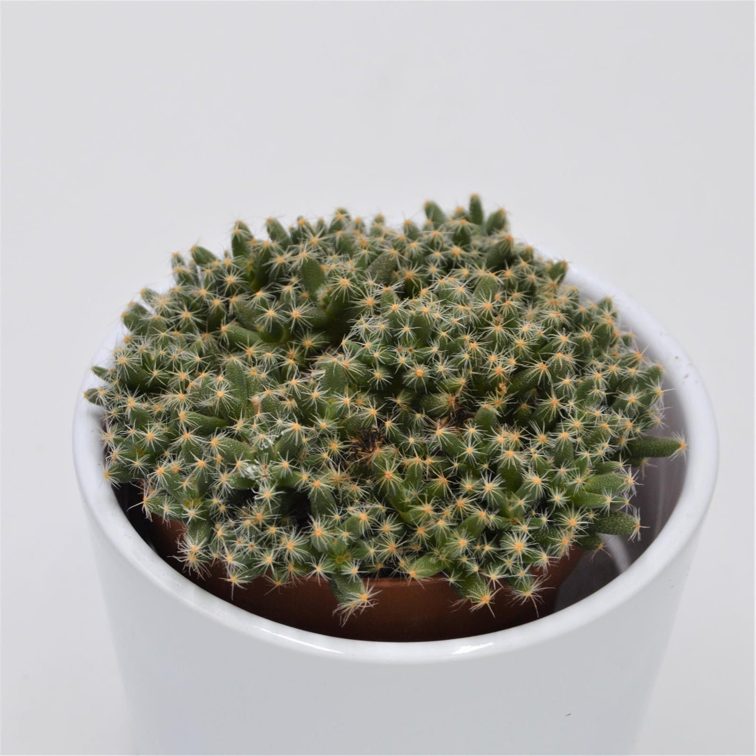 Trichodiadema densum - 8,5cm