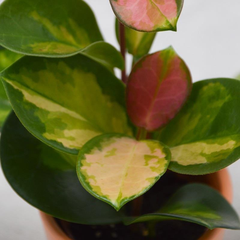 Hoya australis Lisa - 6cm