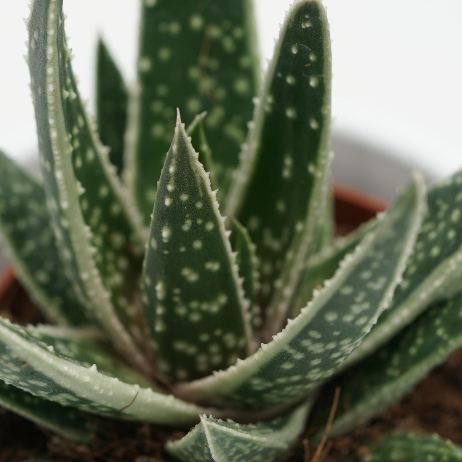 x Gasteraloe Doreen - 5,5cm