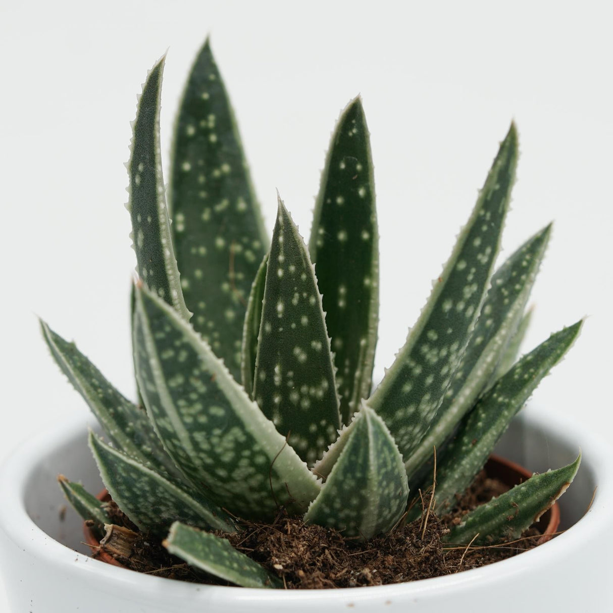 x Gasteraloe Doreen - 5,5cm