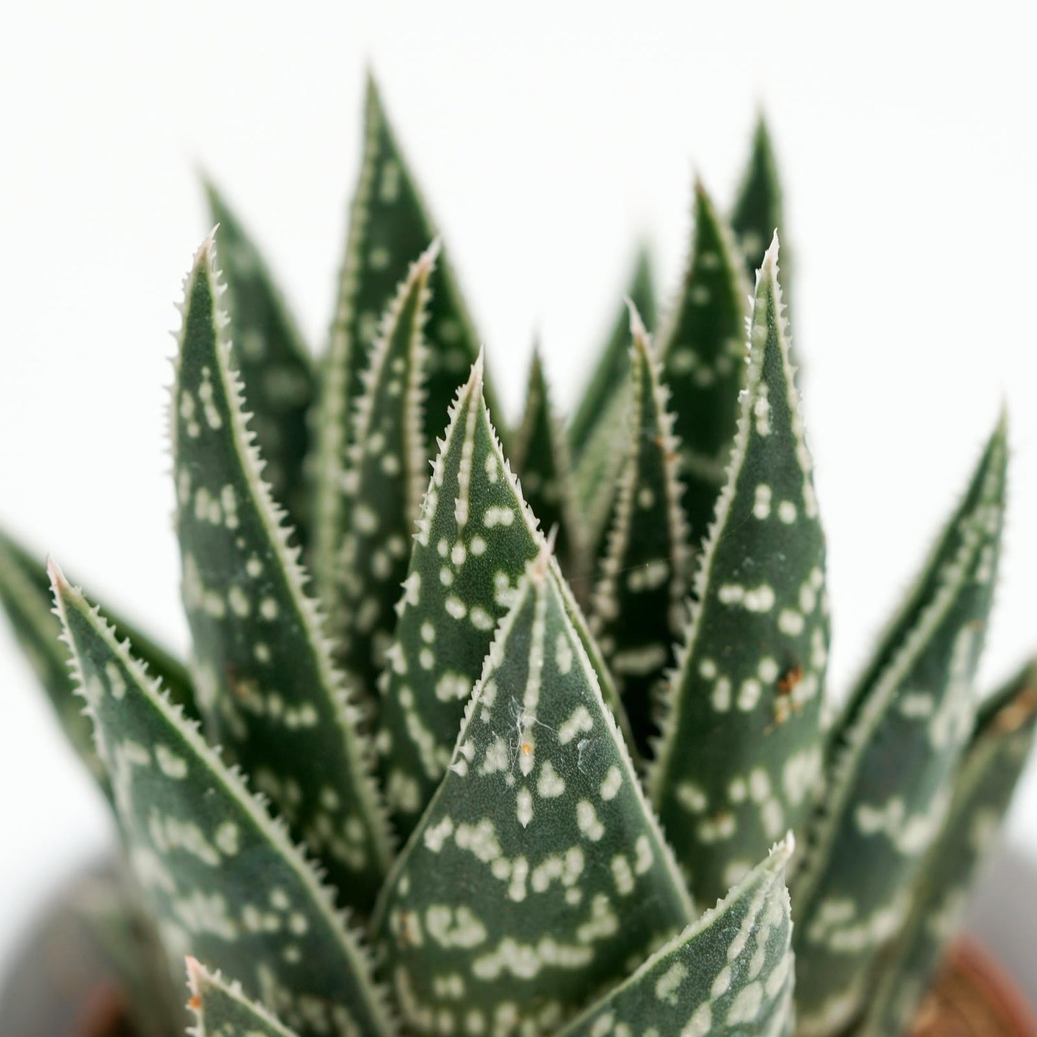 x Gasteraloe Interstellar - 5,5cm