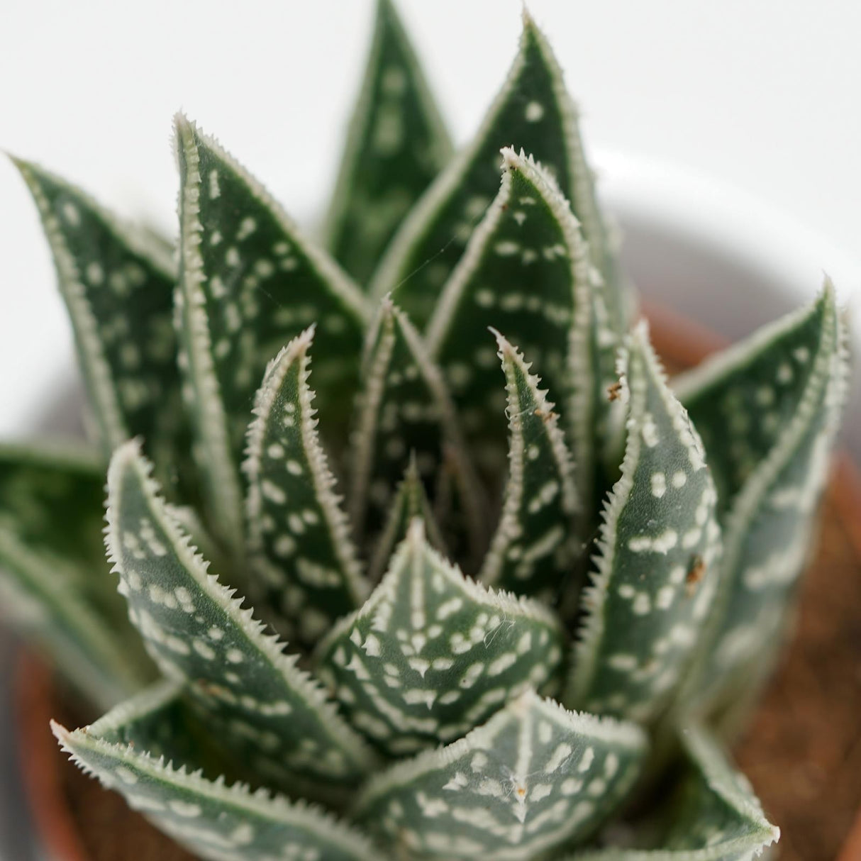 x Gasteraloe Interstellar - 5,5cm