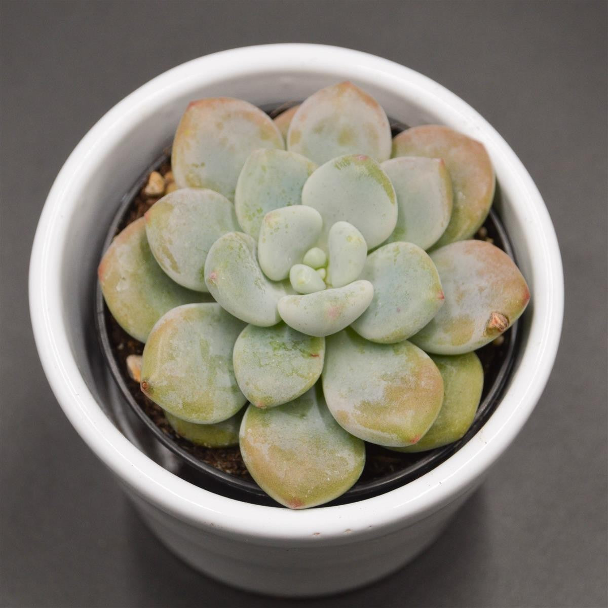 x Graptosedum Miul - 6cm