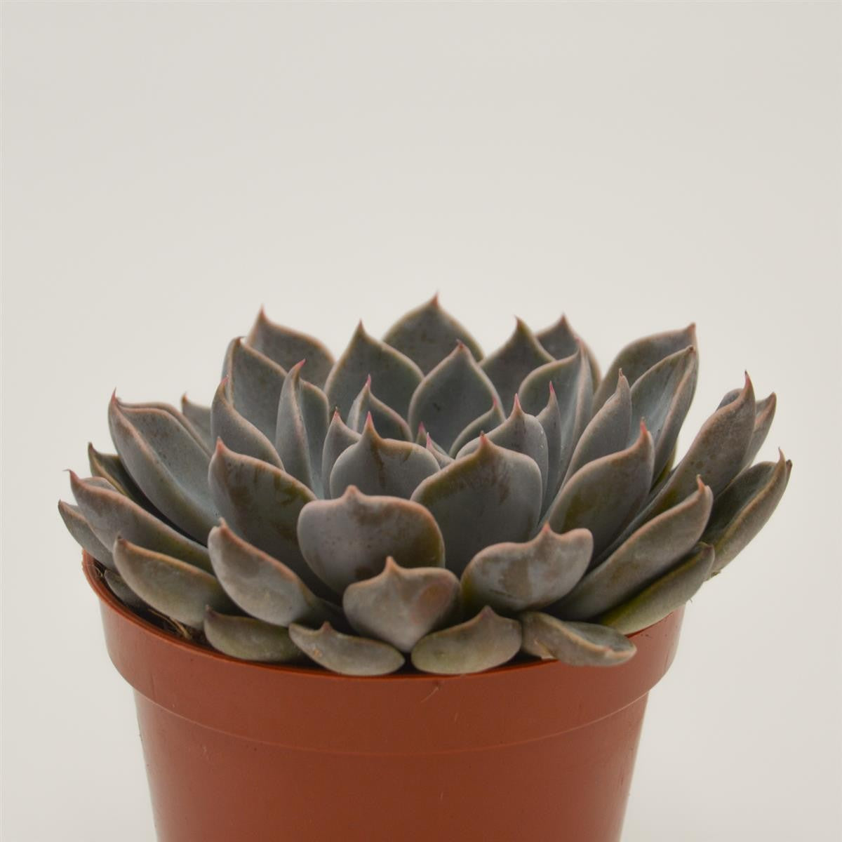 x Graptoveria Fontaine - 8,5cm