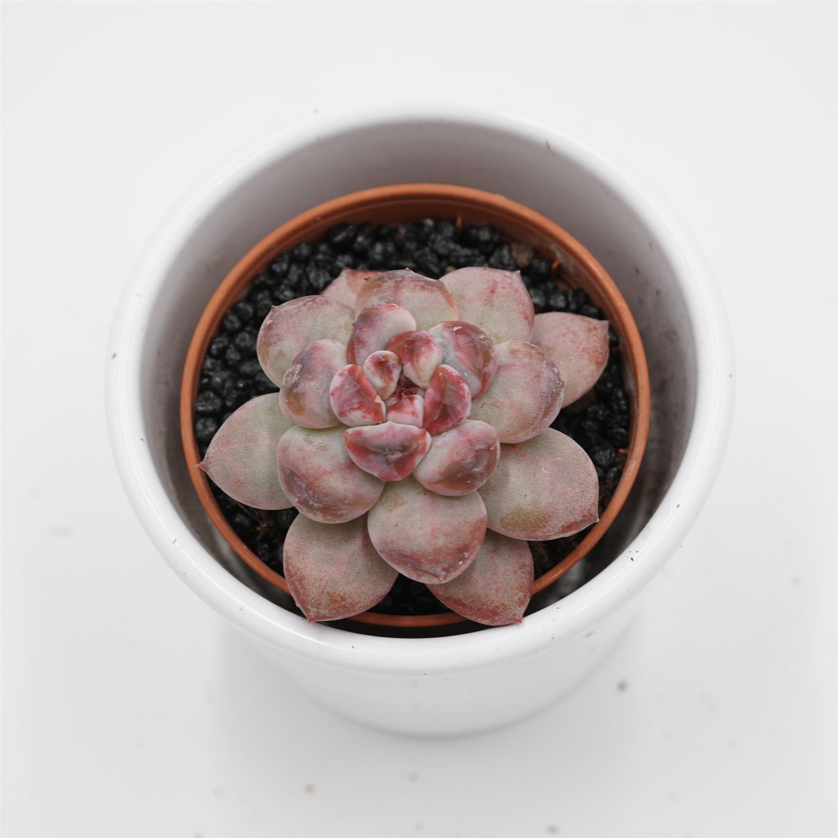 x Graptoveria Graptoveria Black Racoon - 5,5cm