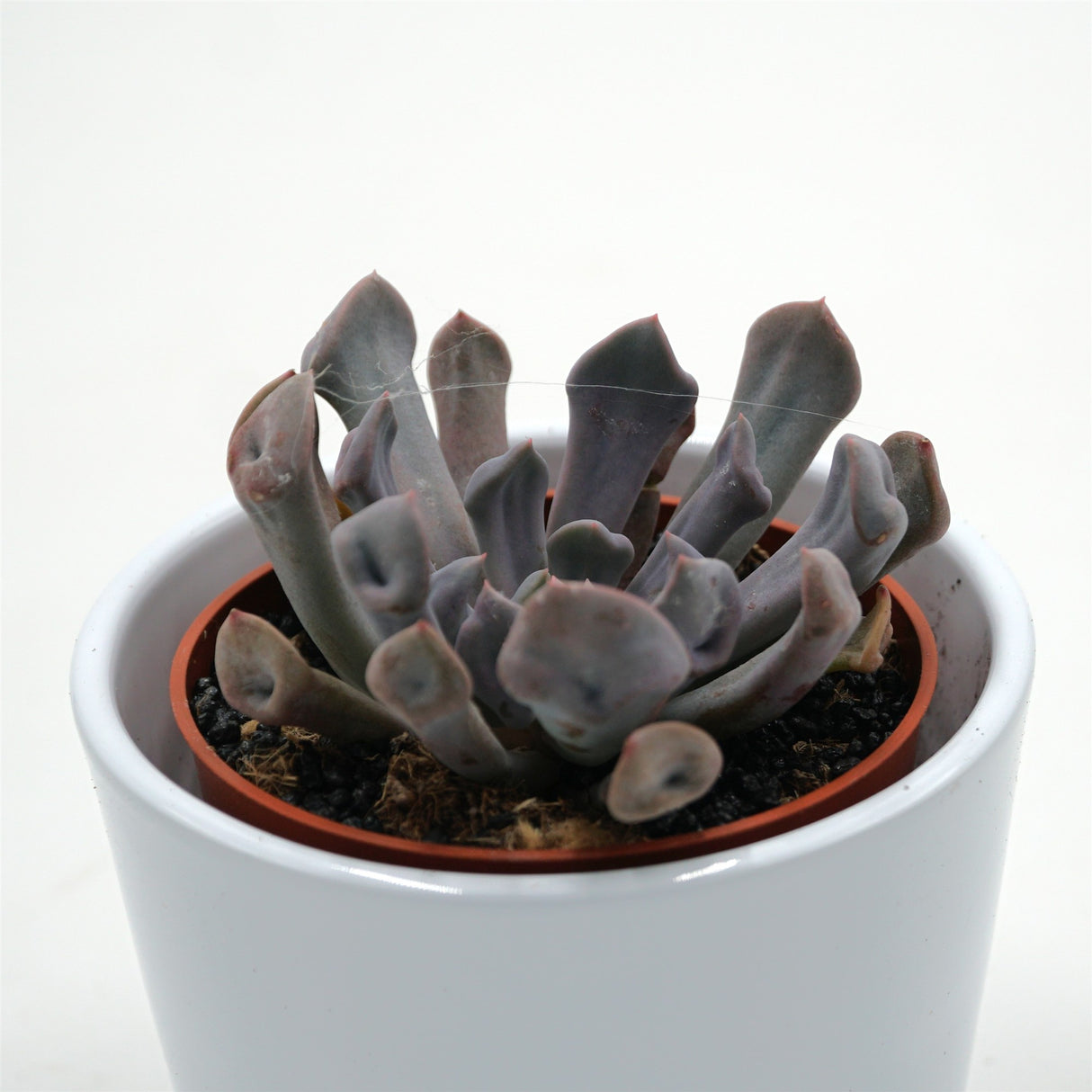 x Graptoveria Lilac Spoons / Cupid / Topsy Debbie - 8,5cm