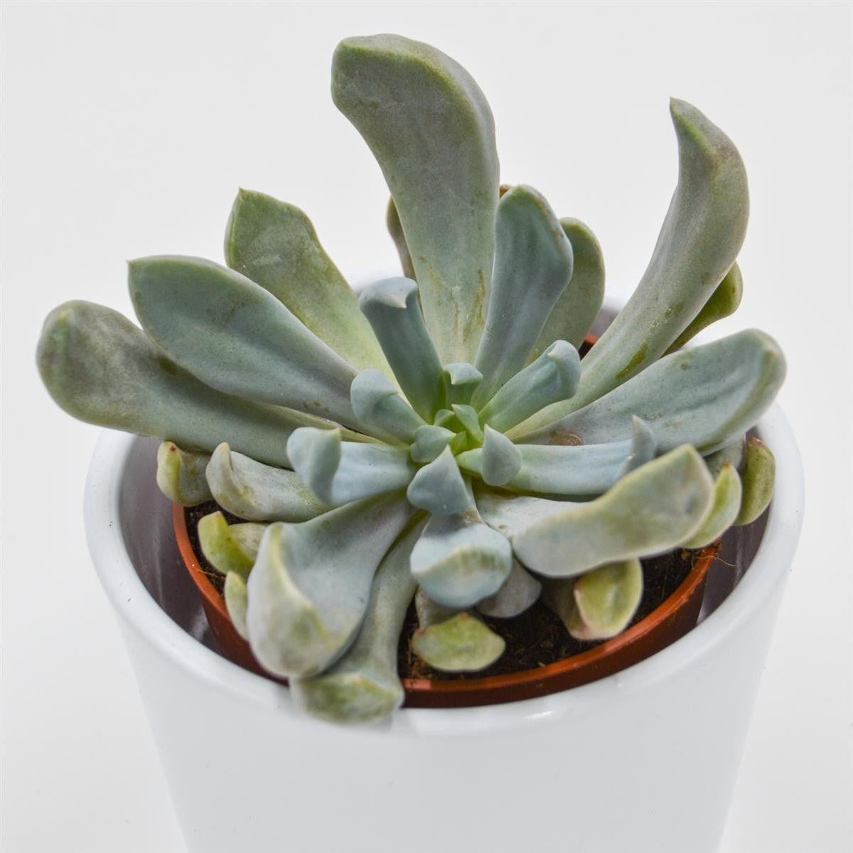 x Graptoveria Lilac Spoons / Cupid / Topsy Debbie - 8,5cm