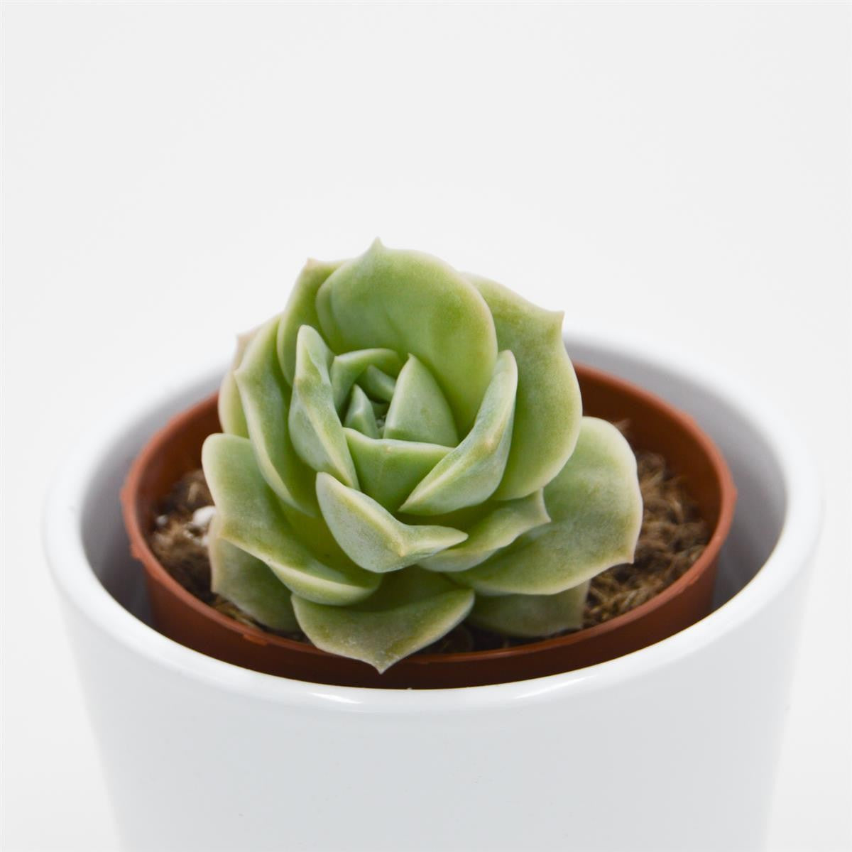 x Graptoveria Lovely Rose - 8,5cm