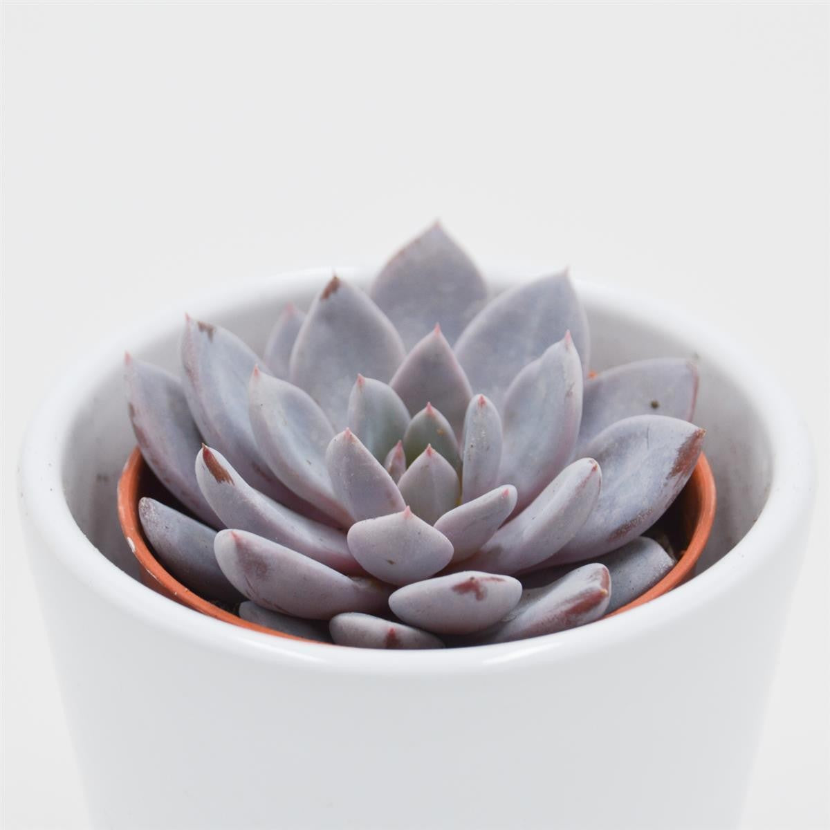 x Graptoveria Lulu - 5,5cm