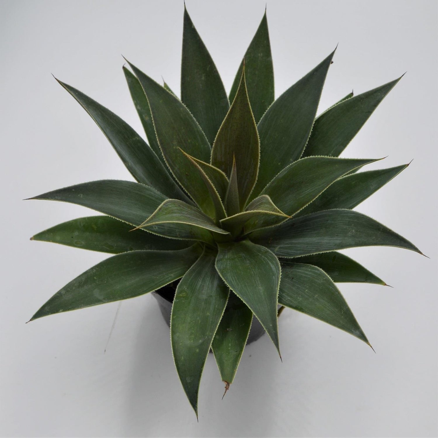 x Mangave Lavender Lady - 13cm