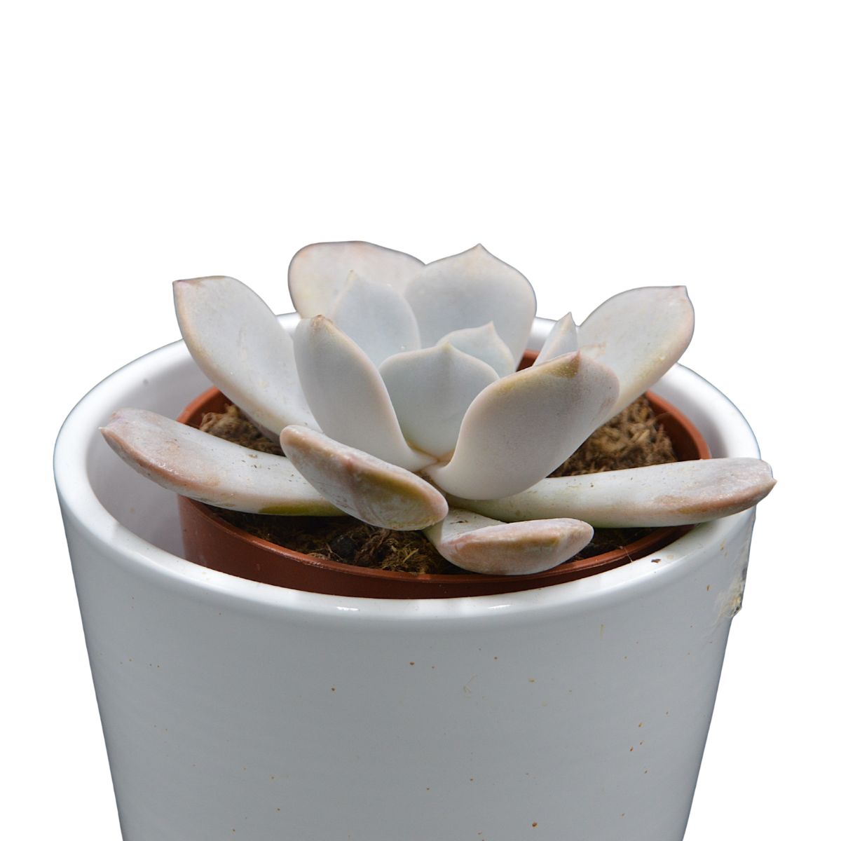 x Pachyveria Asante Sana - 8,5cm