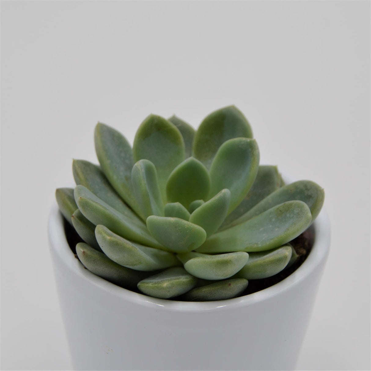 x Pachyveria Aurora - 6cm