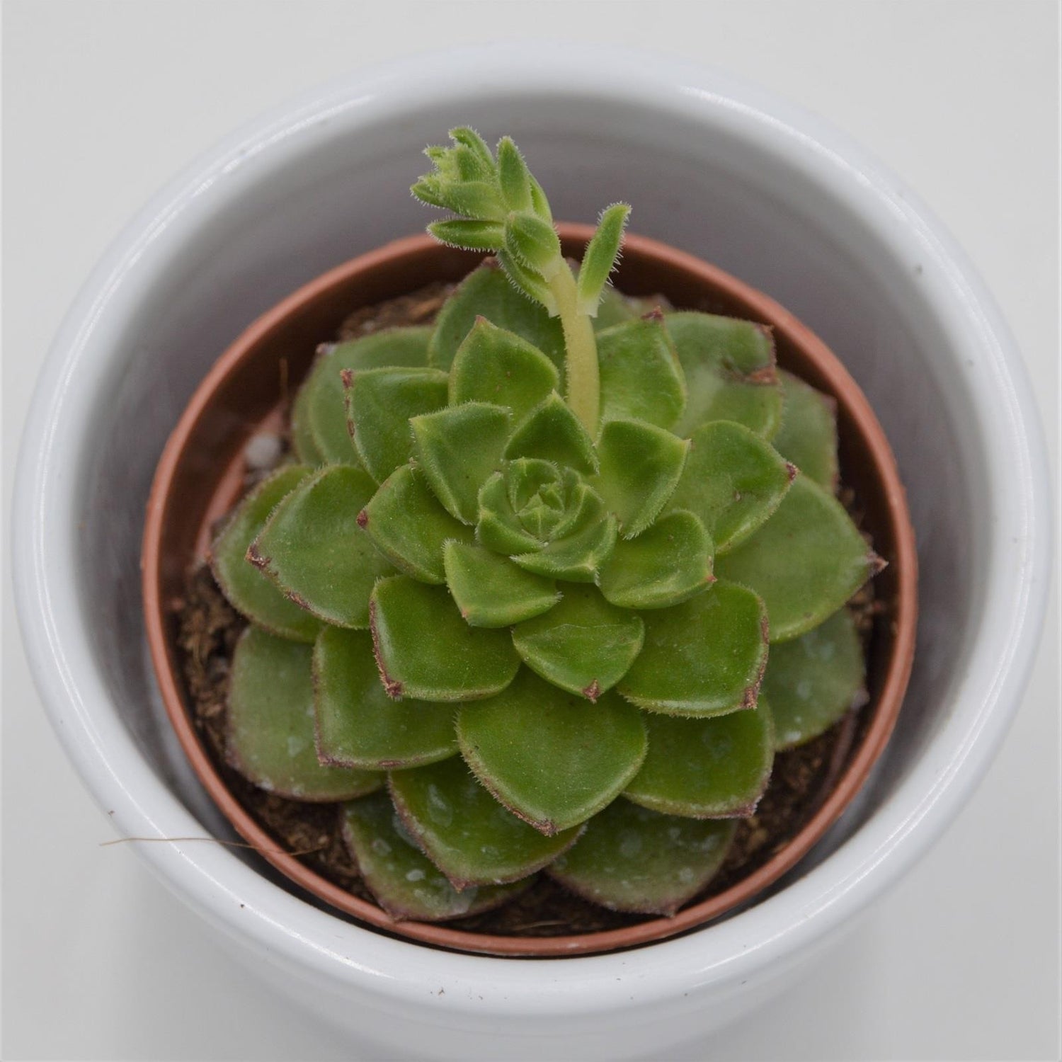 x Sedeveria Letizia - 5,5cm