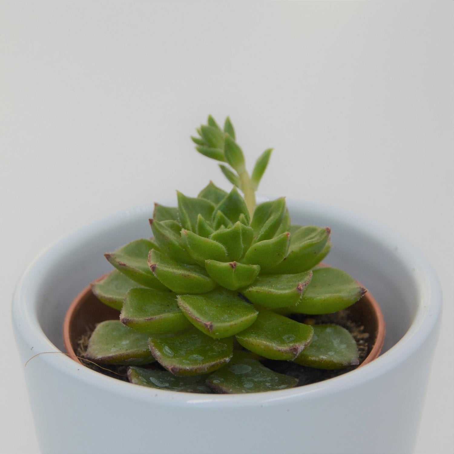 x Sedeveria Letizia - 5,5cm