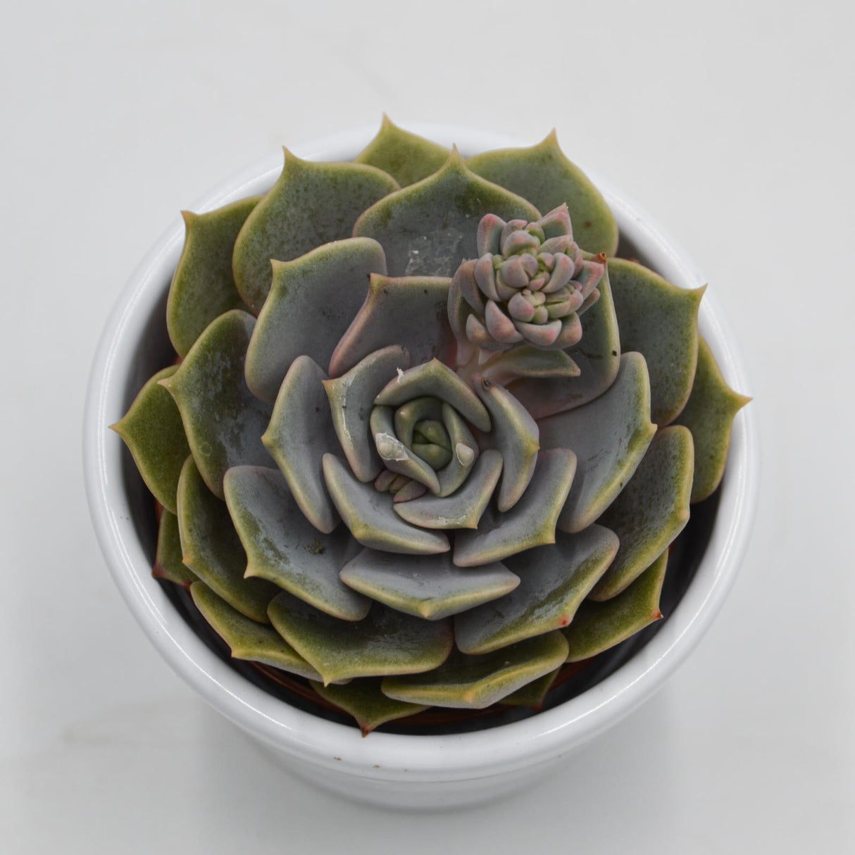 Echeveria Zestar - 6cm