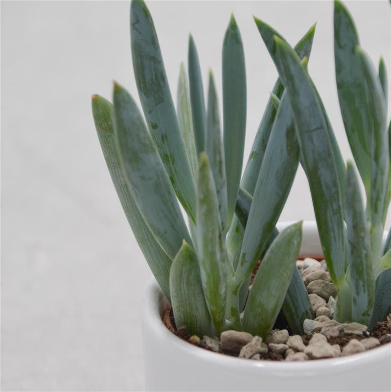 Senecio ficoides - 6cm