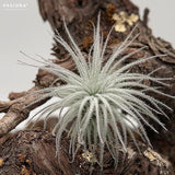 Tillandsia tectorum Snowball