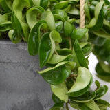 Hoya compacta im Übertopf - 15cm