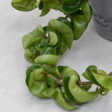 Hoya compacta im Übertopf - 15cm