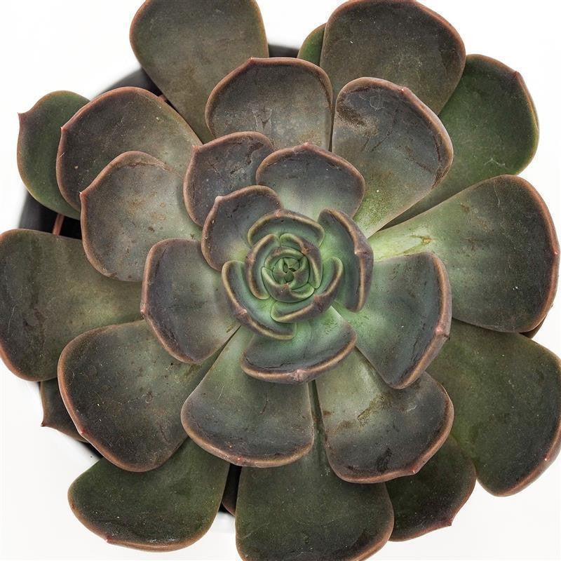 Echeveria Marrom - 10,5cm
