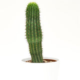 Hoodia gordonii - 10,5cm