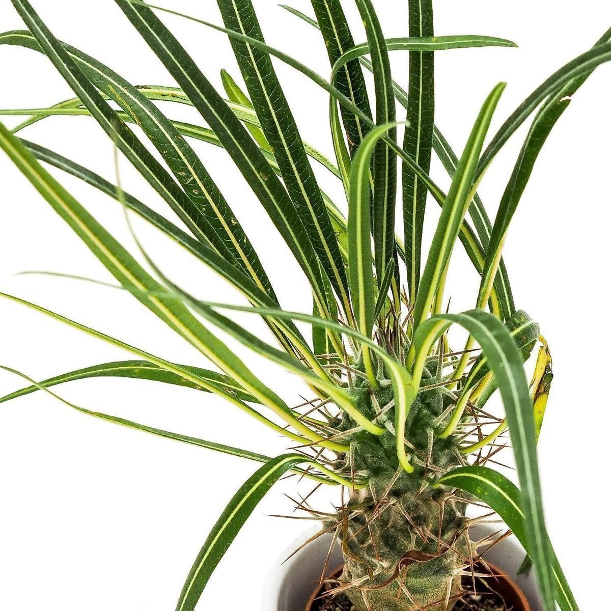 Pachypodium geayi - 9cm