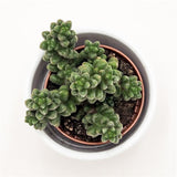 Sedum furfuraceum - 5,5cm