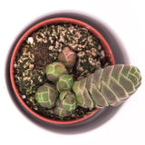 Crassula barklyi - 5,5cm