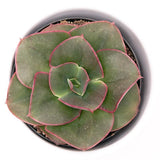 Echeveria Varaha - 9cm