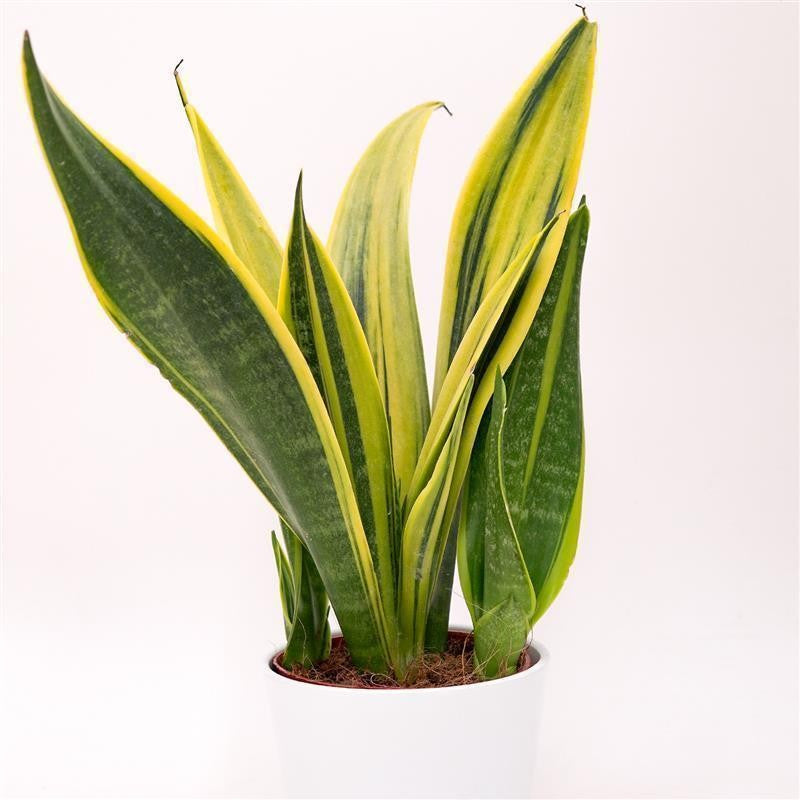 Sansevieria Golden Flame - 12cm