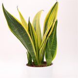 Sansevieria Golden Flame - 12cm