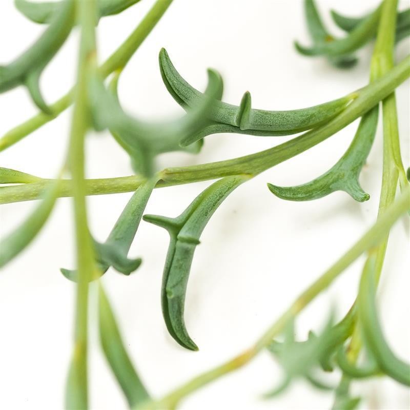 Senecio peregrinus - 12cm Ampel