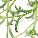 Senecio peregrinus - 12cm Ampel