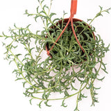 Senecio peregrinus - 12cm Ampel