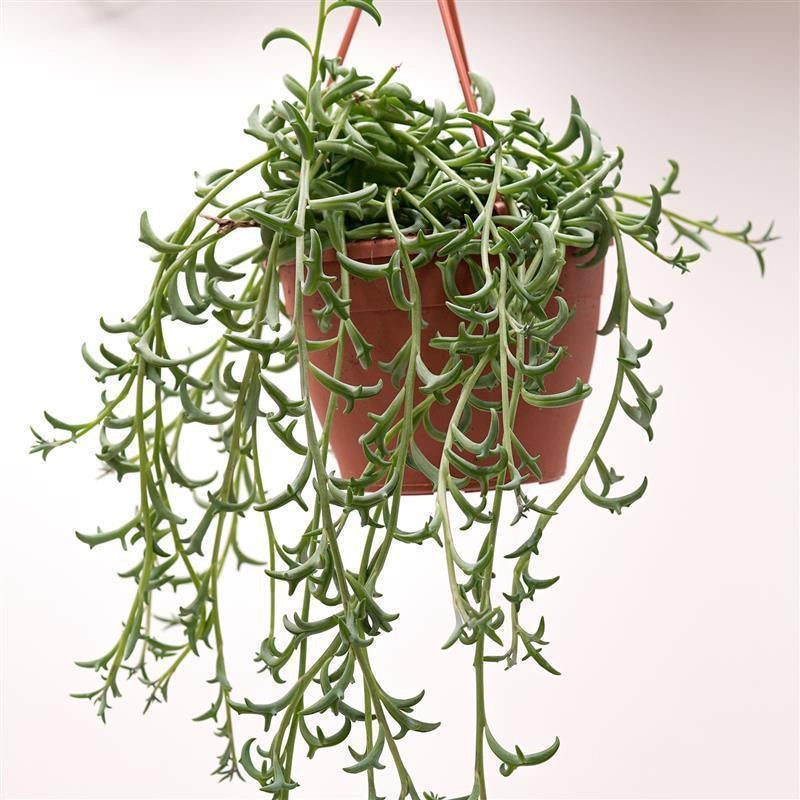 Senecio peregrinus - 12cm Ampel